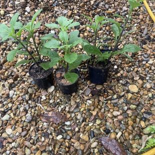 3棵片仔癀草苗盆栽 白凤菜可食用健康保健多年生植物带土发货易活