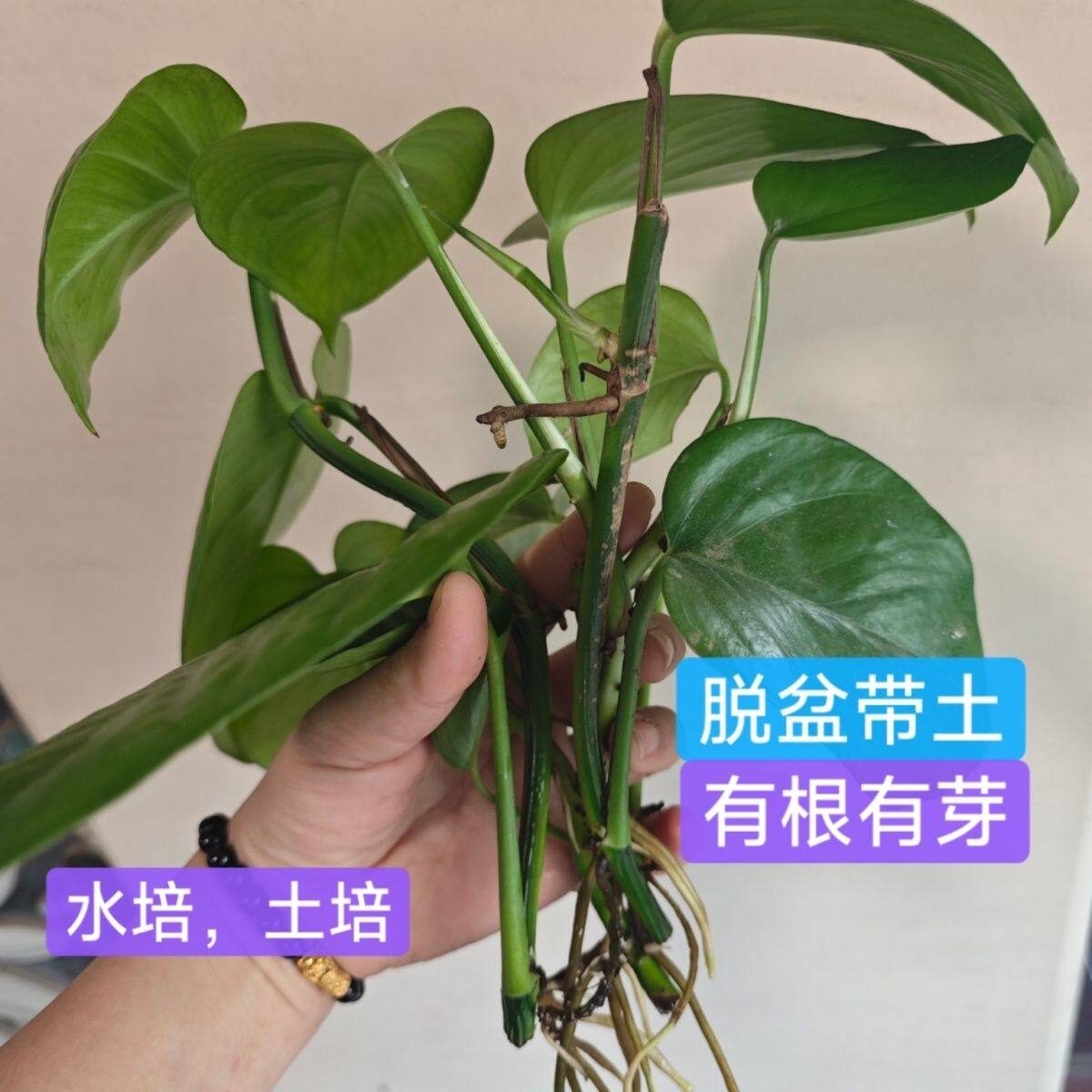 水培植物室内办公室桌常青大叶水养绿植花卉带芽根的大叶绿萝小苗