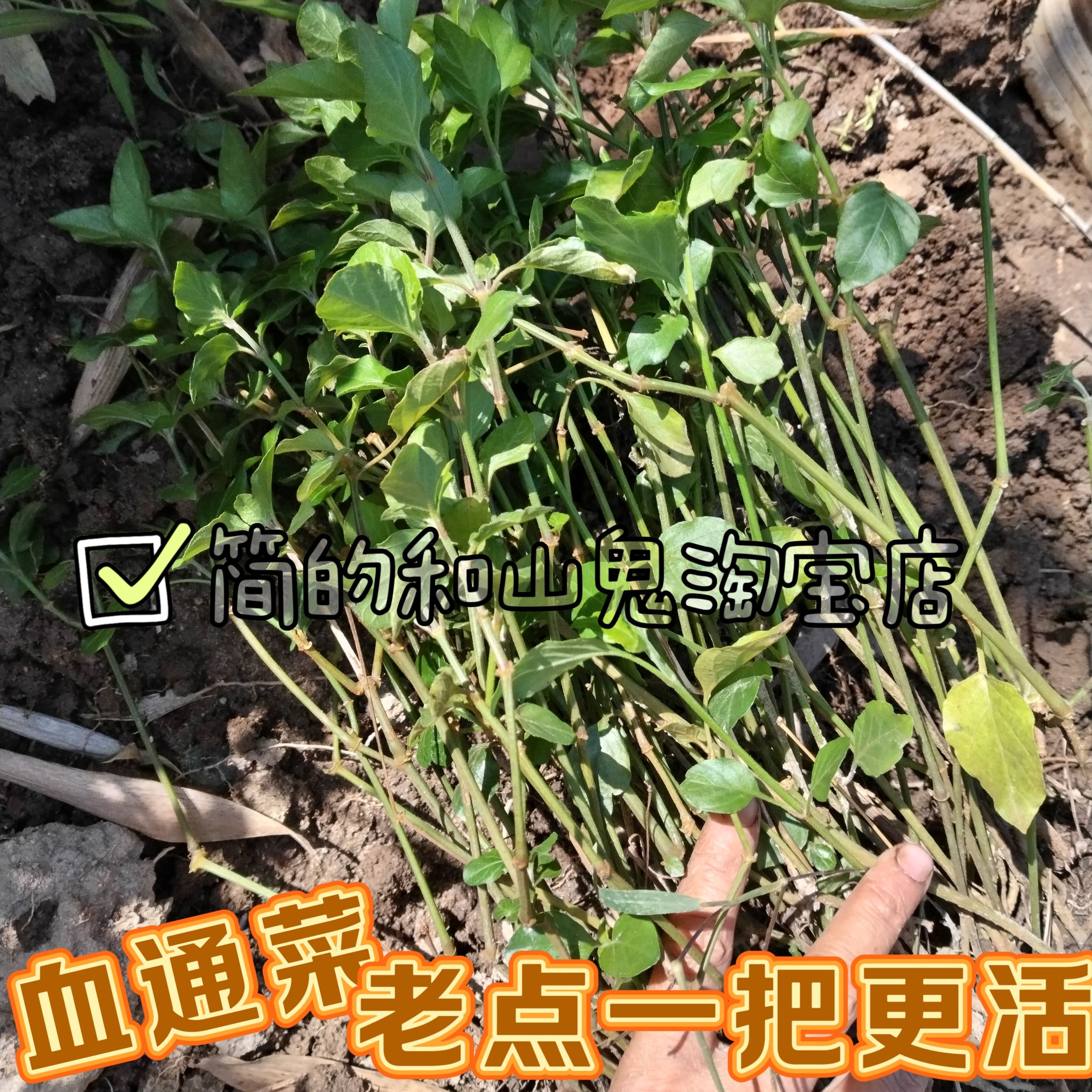 多年生血通菜绿线叶好十万错酒店特色养生野菜贵族 保修菜贵妃菜