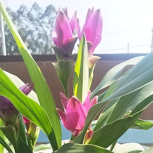 新品姜荷花带花太阳花盆栽带根花苗办公室室内外庭院阳台礼佛高档