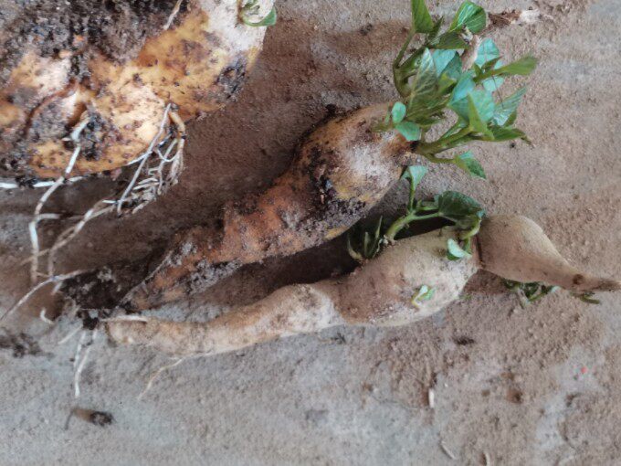 已经发芽吃叶子品种食叶型红薯藤台湾地瓜叶绿植阳台菜园种植庭院
