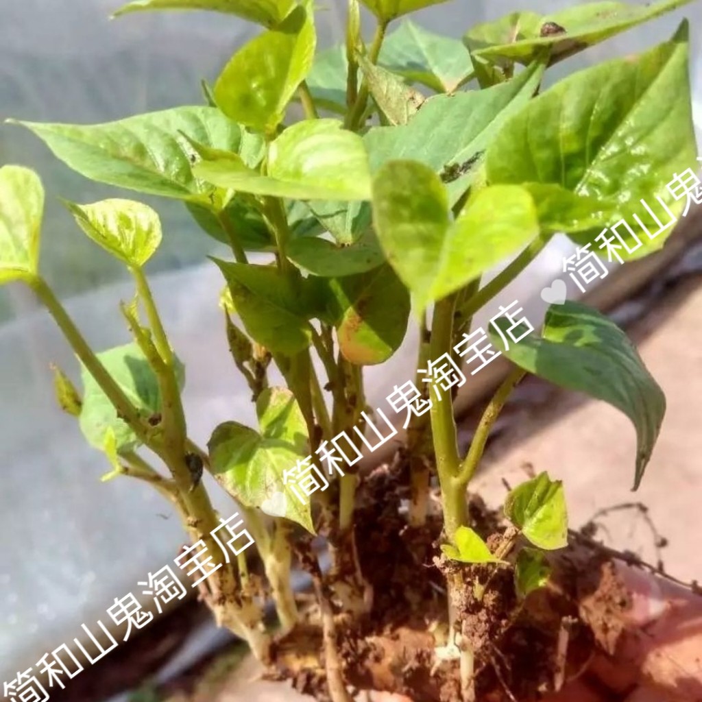 红薯食叶育苗种子番薯地瓜叶育苗种子红苕番薯地瓜高产育苗福薯18