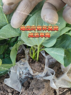 食用叶型红薯种植苗秧地瓜子藤六鳌红蜜薯阳台蔬菜吃叶番薯叶苕尖