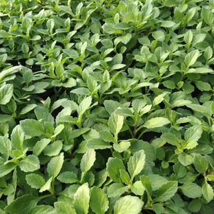 正宗片仔癀草苗植物盆栽苗白凤菜绿植多年生可食用泡茶饮花草苗