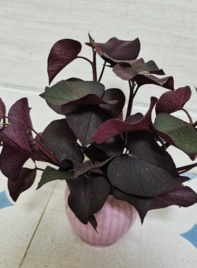 紫色心形叶红薯 黑薯 地瓜 食叶型黑叶薯 农家蔬菜 可做观赏盆栽