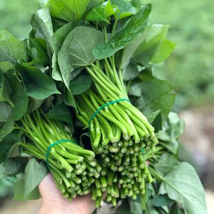 食叶型专吃叶红薯叶苕尖地瓜藤秧苗山芋食用台湾番薯叶芽新鲜蔬菜