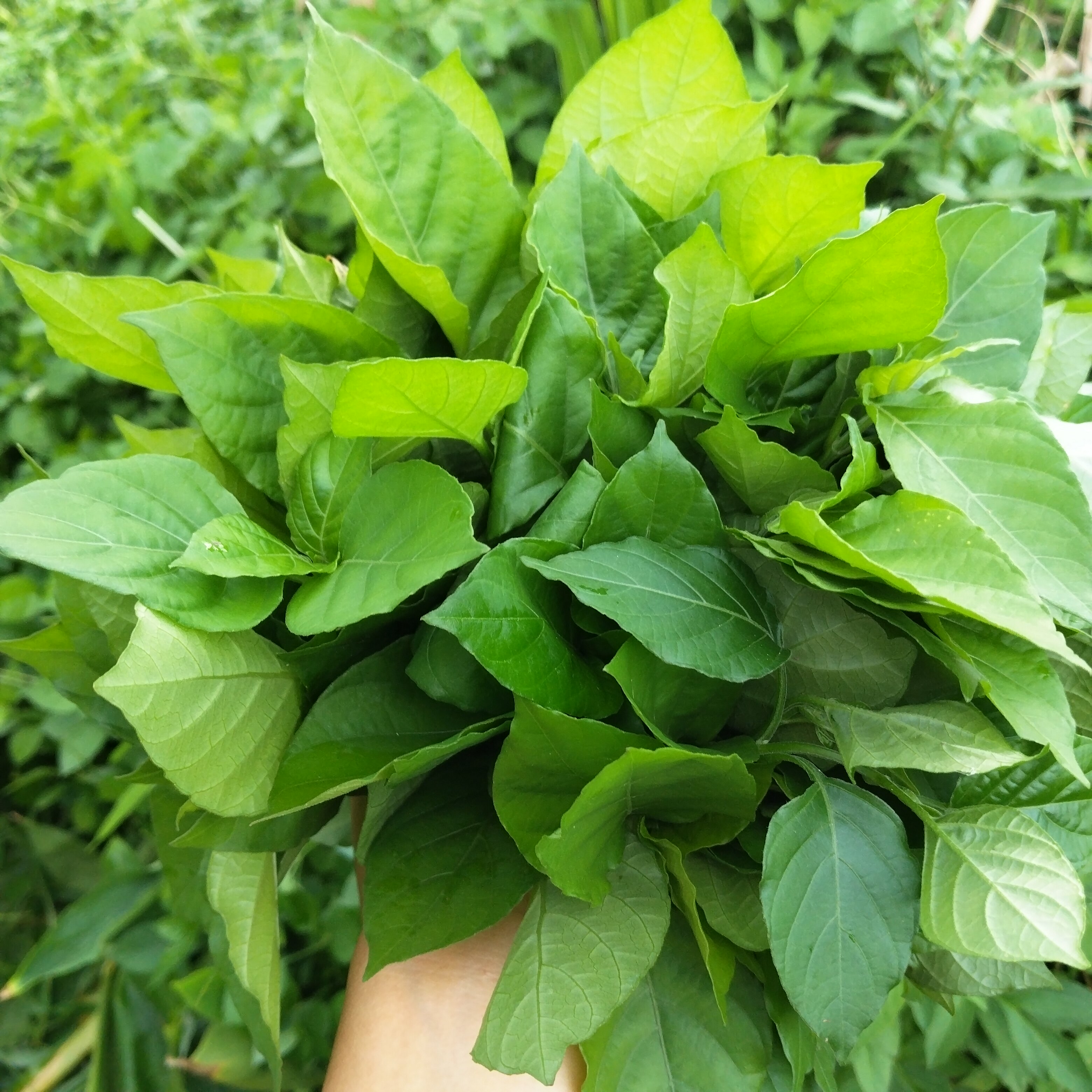 多年生血通菜绿线叶好十万错酒店特色养生野菜贵族 保修菜贵妃菜