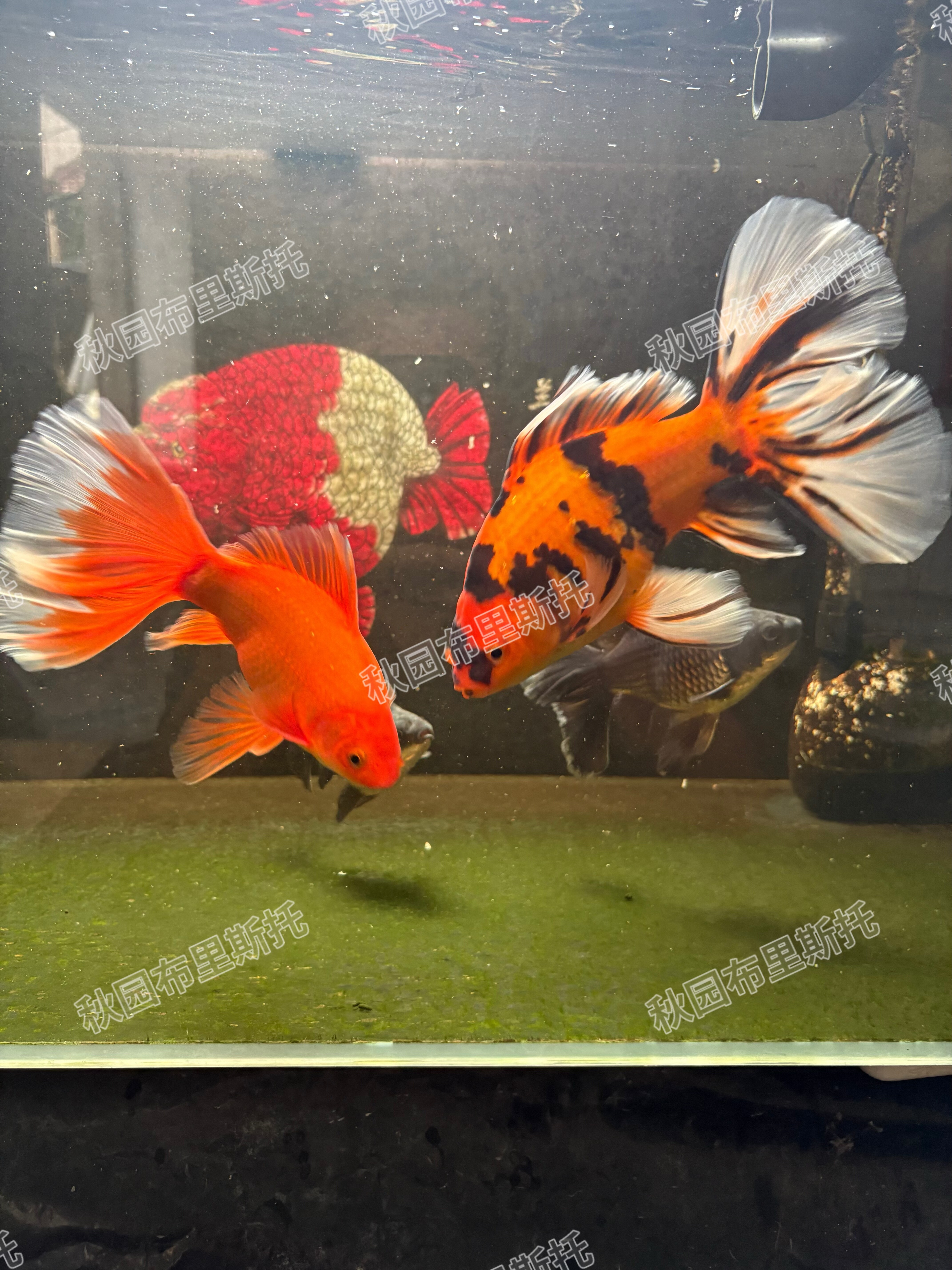 布里斯托金鱼英国草金淡水鱼冷水草种鱼水族宠物观赏鱼