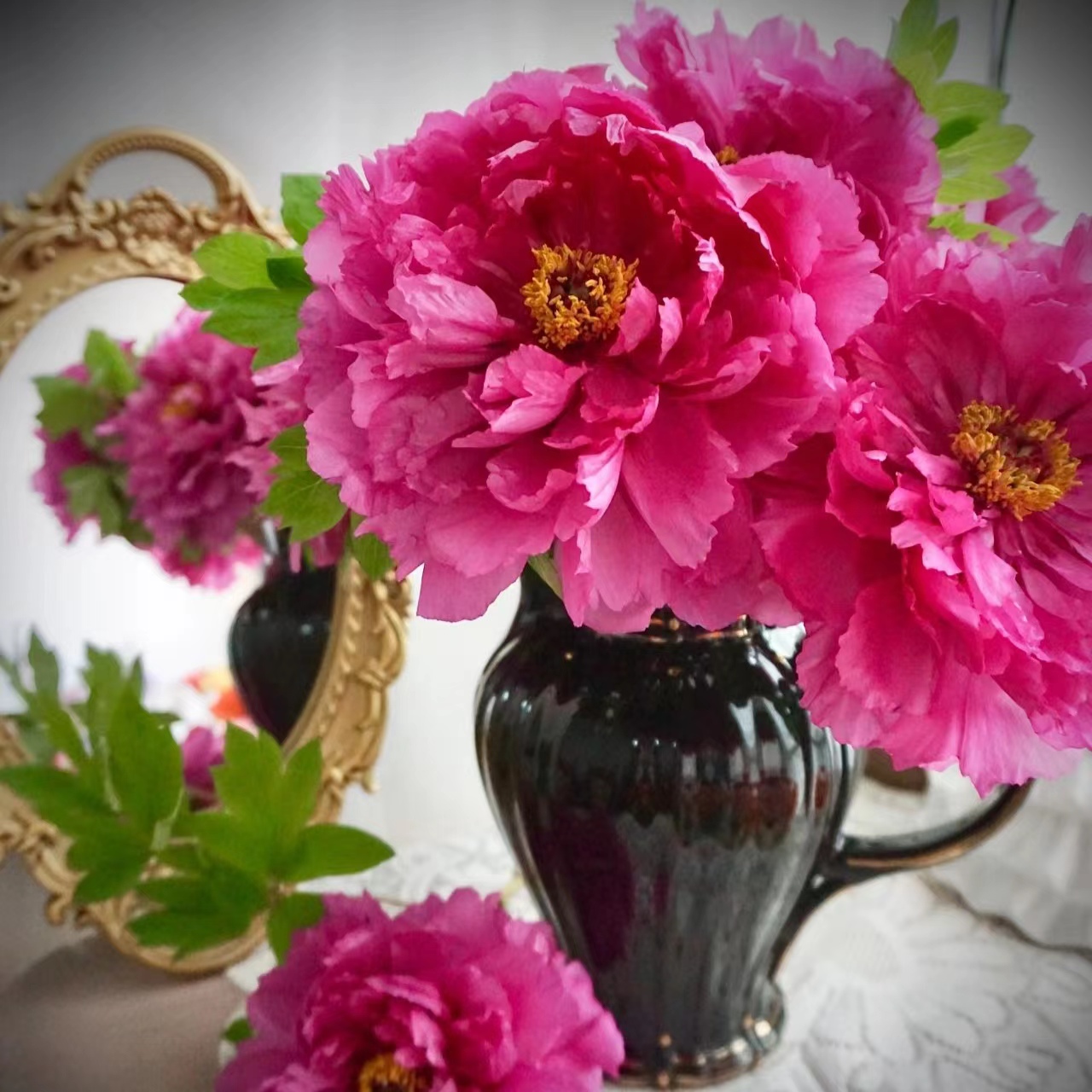 牡丹鲜花花开硕大花香四溢现货