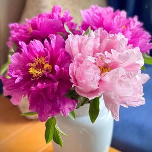 牡丹鲜花特大花洛阳牡丹花 重瓣芍药鲜切花落日珊瑚芍药花束现货