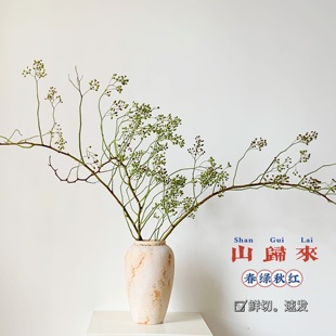 绿色新鲜山归来蔷薇果鲜切花家庭插花水培水养干花永生野趣南蛇藤