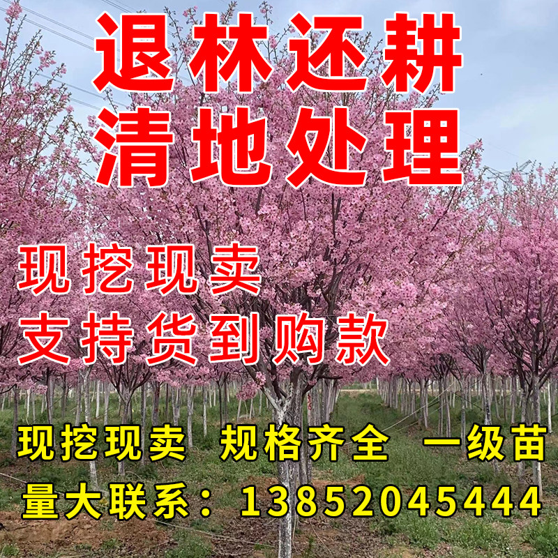 樱花树苗盆栽庭院种植大型高档四季绿化耐寒风景树正宗重瓣樱花苗