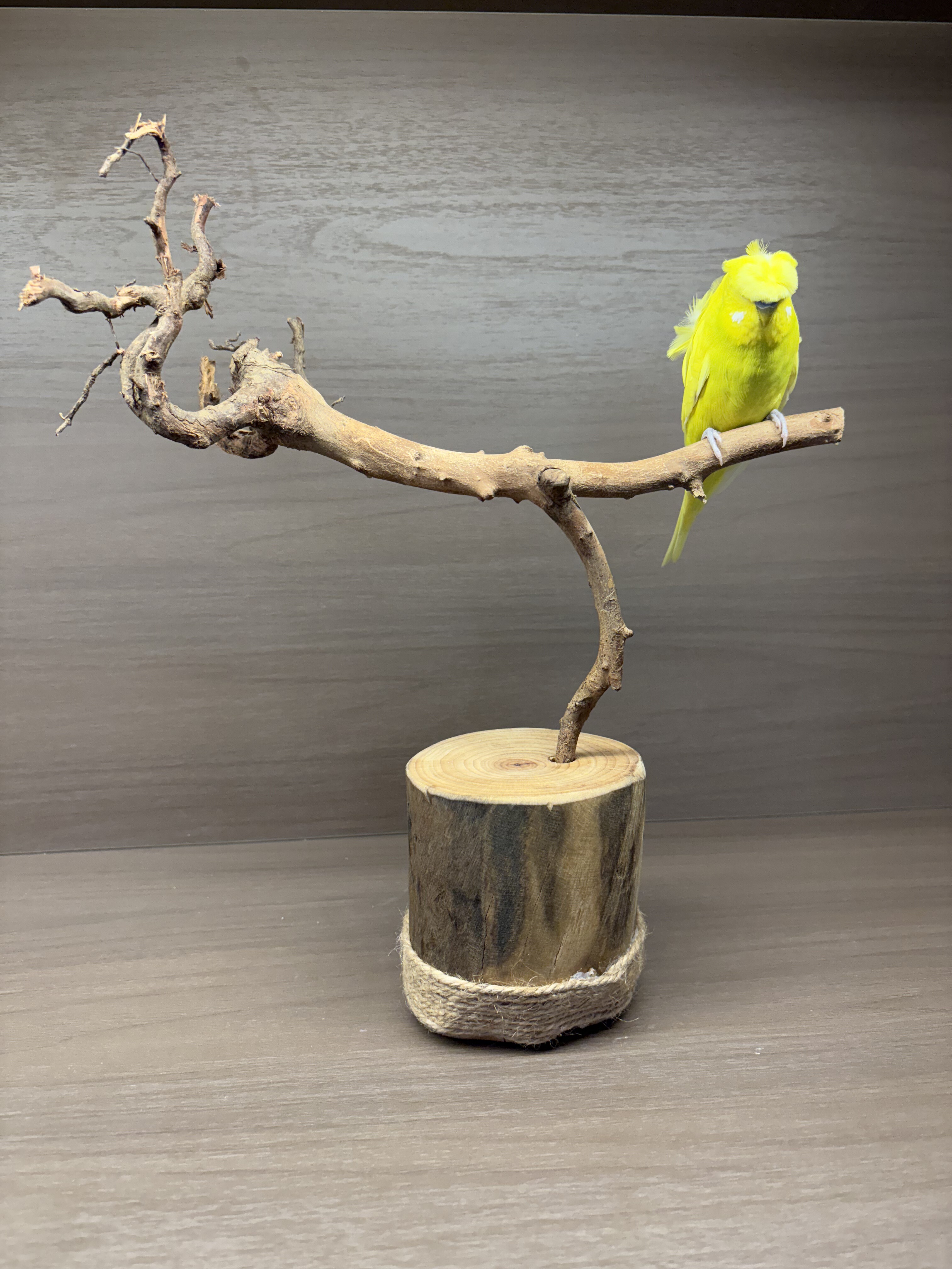 【我的可爱鹦鹉】原木鹦鹉站架桌面站架手工制作一物一拍,宠物/宠物食品及用品,鸟类站杆,淘宝优惠券,粉丝福利购,淘宝优惠卷