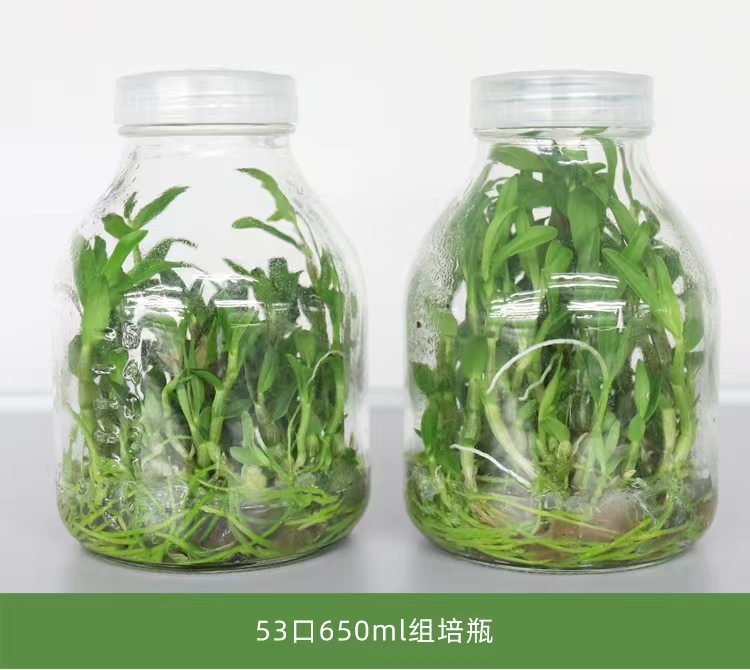 耐高温耐高温玻璃瓶绿植组培