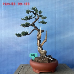 真柏盆景 日本济州真柏盆栽 造型老桩黑松黄杨 榆树火棘 一物一拍