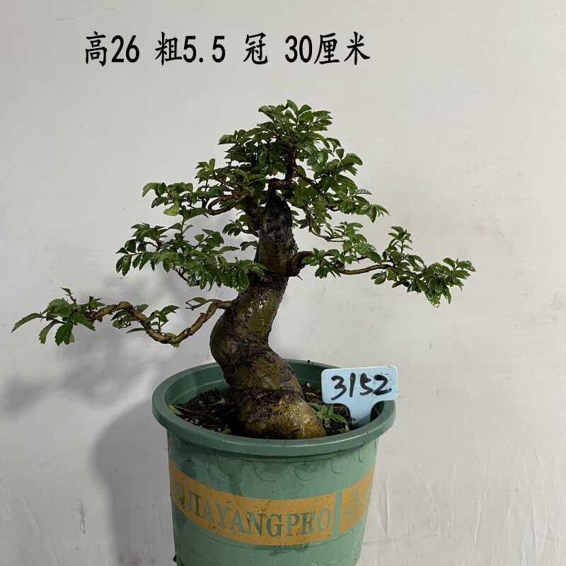 榆树盆景造型榆树盆栽绿植小叶榔榆熟桩老桩小叶榆 基地种植发货