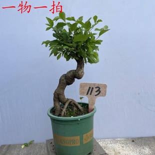 榆树盆景造型春榆盆栽家居喜阳植物阳台绿植庭院景观树桩一物一拍