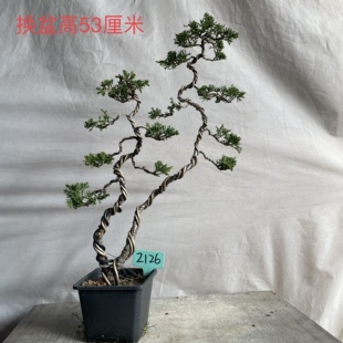 进口宫坂系鱼川盆景 文人系鱼川老桩老盆口桌面首选 文人真柏盆景