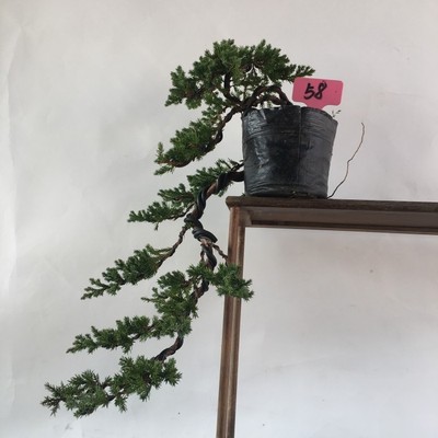 日本珍珠柏盆景微型柏树盆景地柏造型小珍珠柏盆栽植小品微盆栽