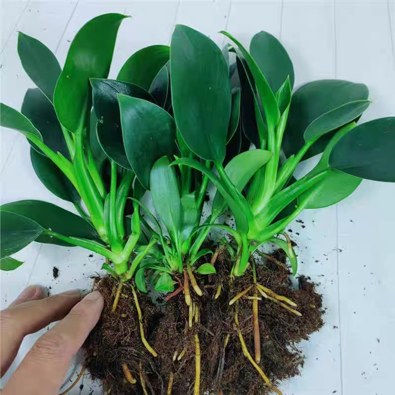 9绿公主盆栽植物金钻办公室内好养四季常青花卉绿植好养,鲜花速递/花卉仿真/绿植园艺,绿植,淘宝优惠券,粉丝福利购,淘宝优惠卷