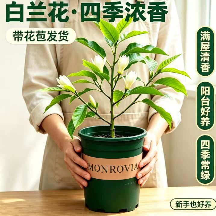 白玉兰花盆栽带苞浓香四季开花图片