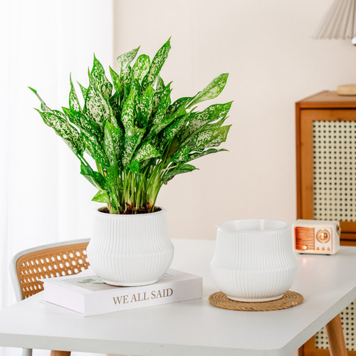 奶油白色北欧风塑料加厚单株花盆