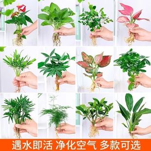 水培植物鱼缸造景绿萝吉利红红掌发财树如意懒人四季 好养绿植桌面