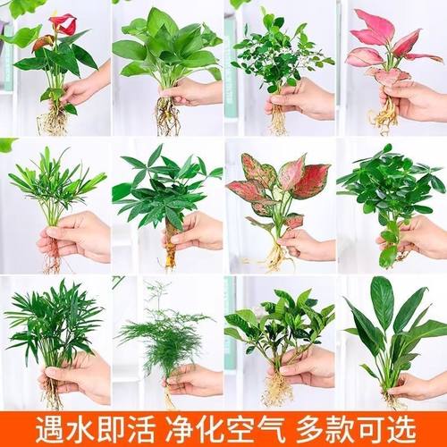 水培植物鱼缸造景绿萝发财树如意