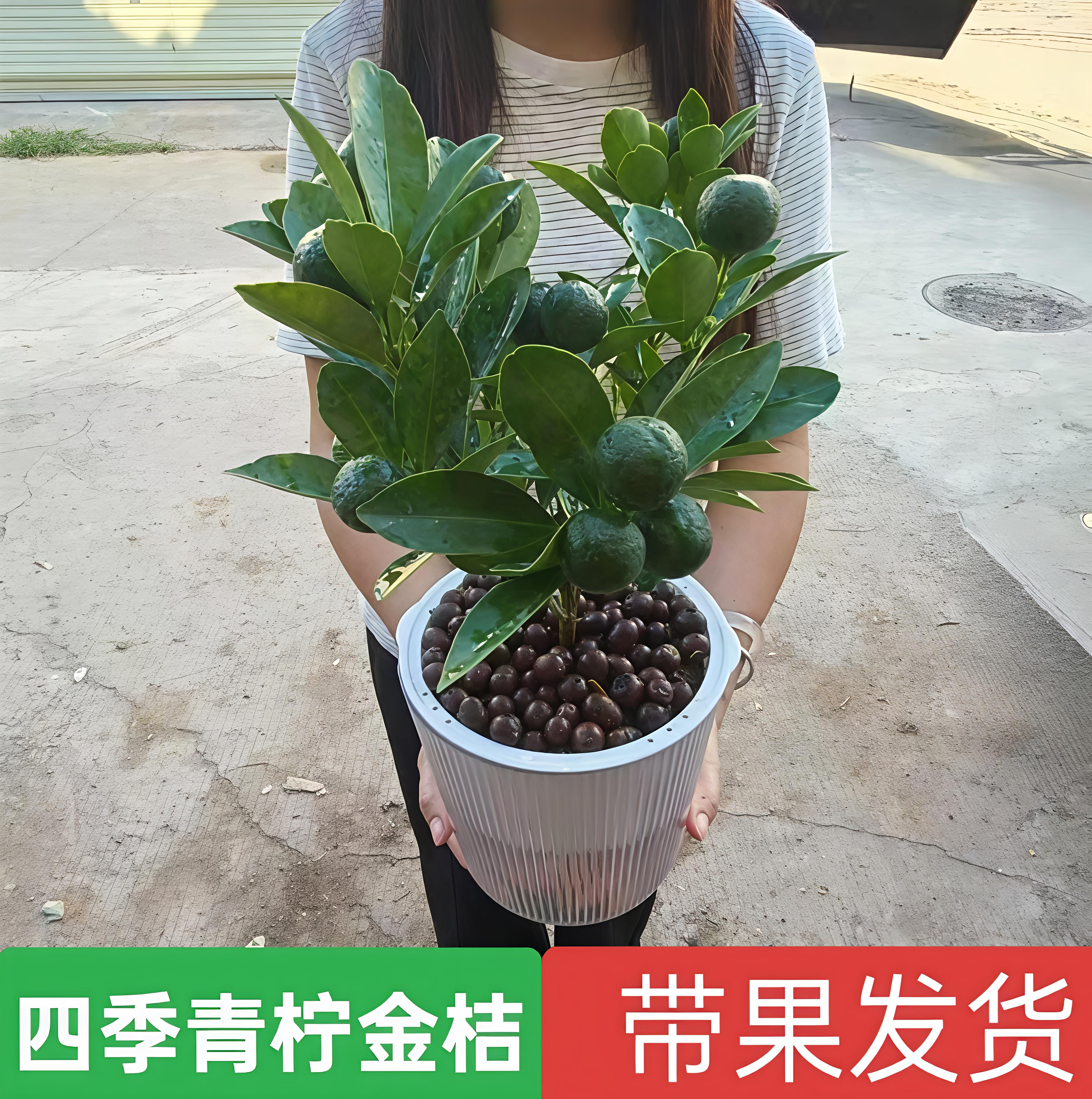 青柠金桔树盆栽带果可食绿植
