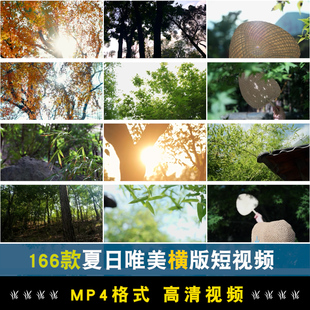 夏日透光阳光大自然空境头实拍唯美树叶背景森林绿叶剪辑视频素材