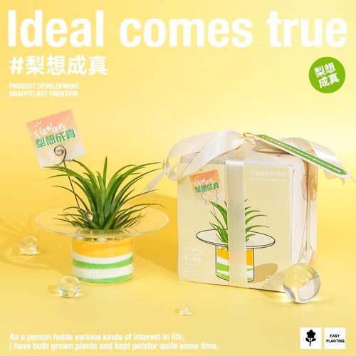 空气凤梨创意桌面绿植摆件