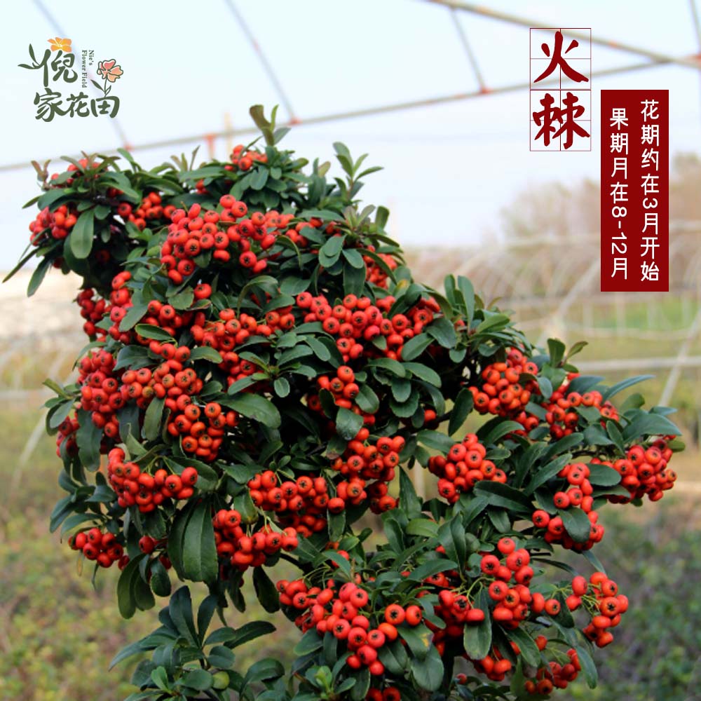 吉祥红火棘老桩盆景树苗救军粮满堂红植物阳台客厅易养活带果S型