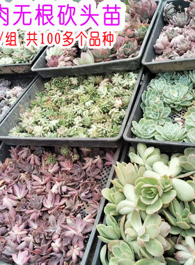 10颗/组 可自选 130种多肉植物无根砍头苗种苗小苗紫乐贵货 好养