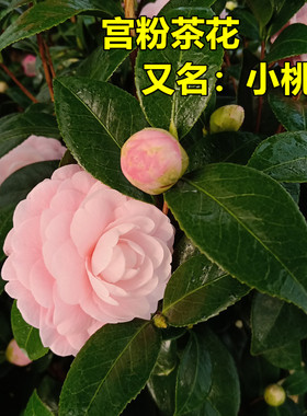 宫粉茶花盆栽粉红色小桃红树苗老品种庭院花卉树苗阳台好养绿植