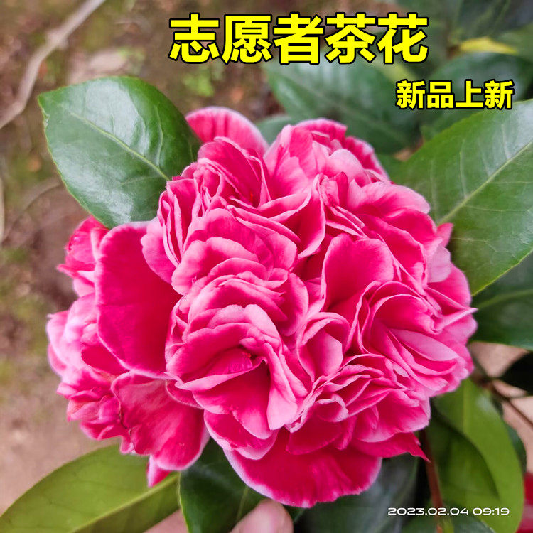 志愿者茶花树苗盆栽名贵托桂型大花红艳渐变色阳天庭院花坛绿植园