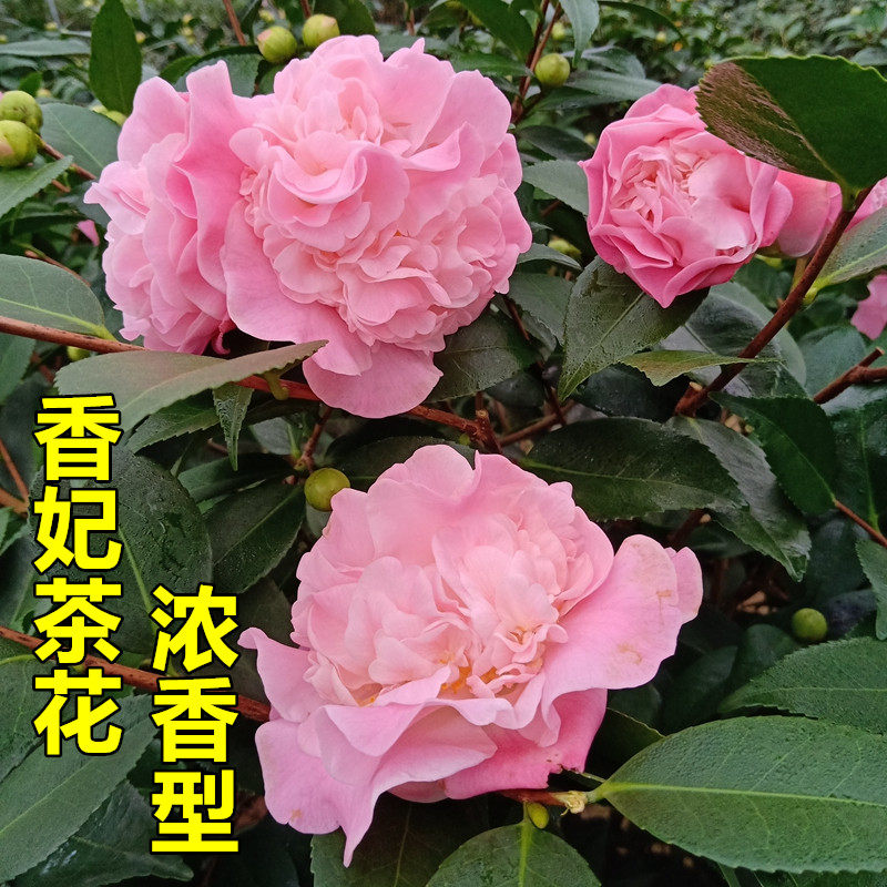 香妃茶花盆栽浓香型粉色生长期烈香开花带香阳台庭院耐寒粗壮好养