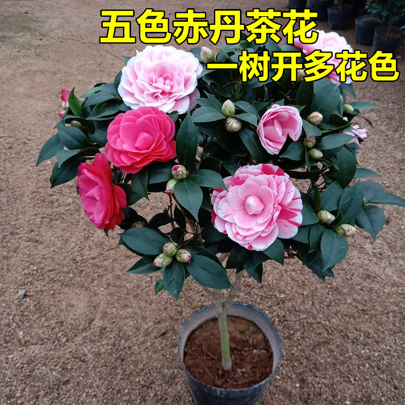 五色赤丹茶花盆栽一树多色冬季开花大色艳室内外客厅庭院好养植物