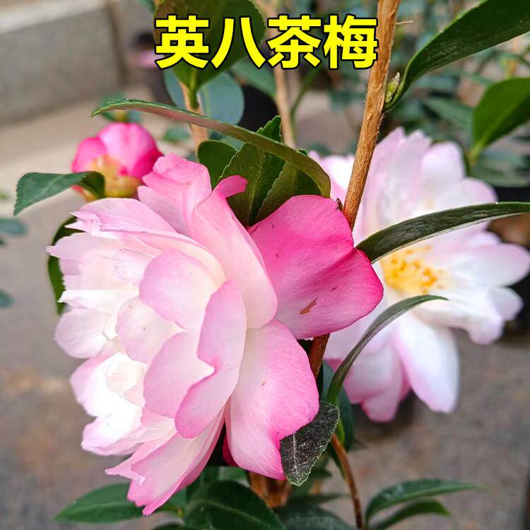 英八茶梅树苗盆栽明贵稀有品种粉色系开花仙上新阳台庭院花卉绿植