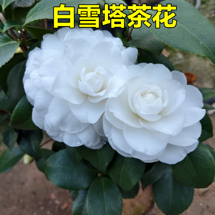 白雪塔茶花盆栽纯白色香奈儿阳台花坛绿植名贵稀有好养精品靓货款