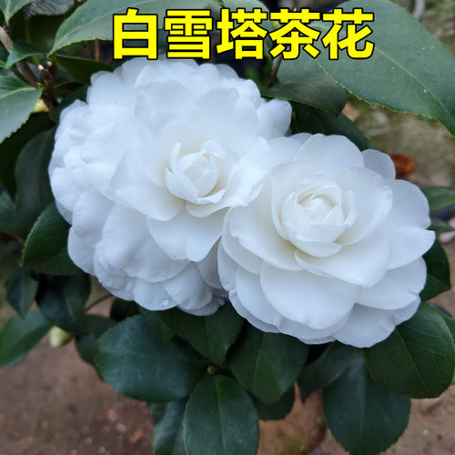 白雪塔茶花盆栽纯白色香奈儿阳台花坛绿植名贵稀有好养精品靓货款