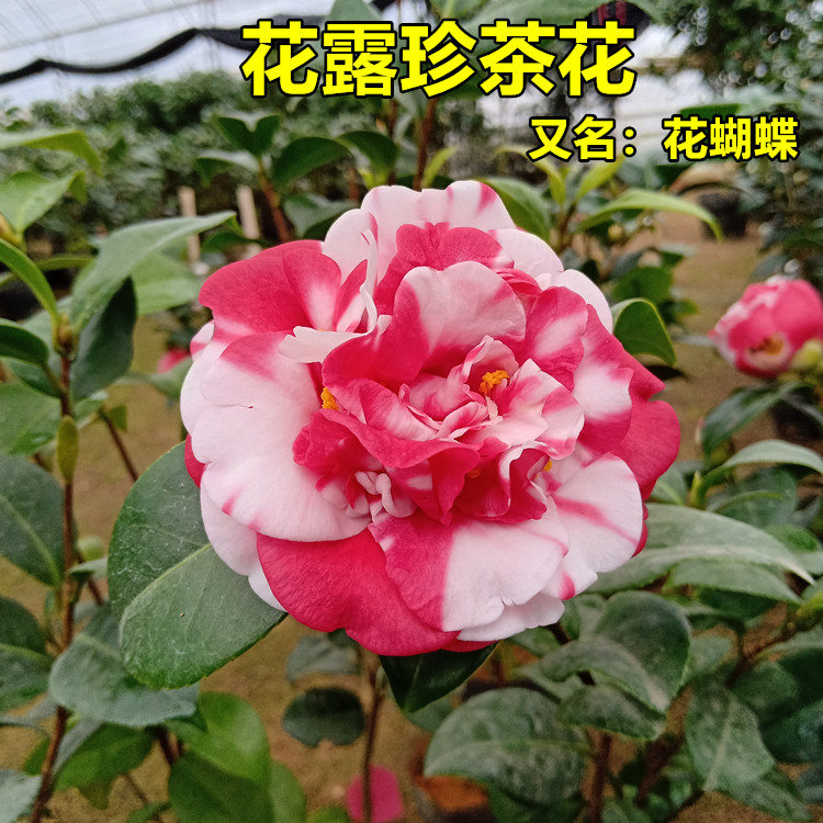 花露珍茶花复色系花蝴蝶花绣球盆栽树苗福建老品种花卉庭院阳台植