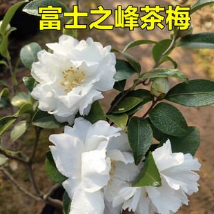 富士之峰茶梅树苗盆栽开白花带香味好养活阳台花坛绿植耐寒耐热花