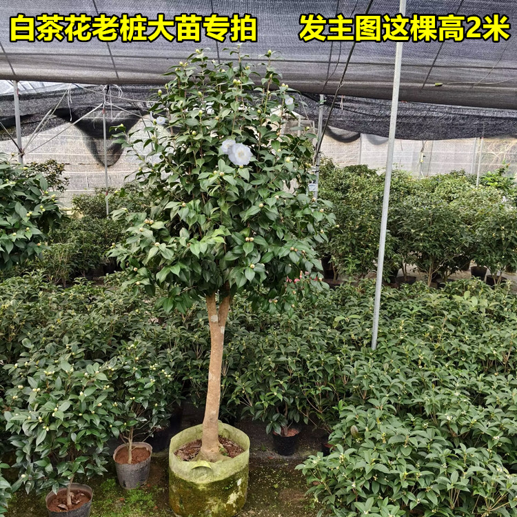 白茶花大树苗老桩盆栽