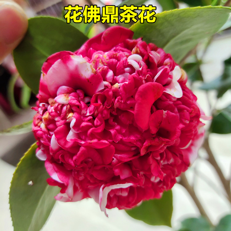 花佛鼎茶花盆栽树苗稀有品种复色花托桂型绣球状红花带白斑原生苗