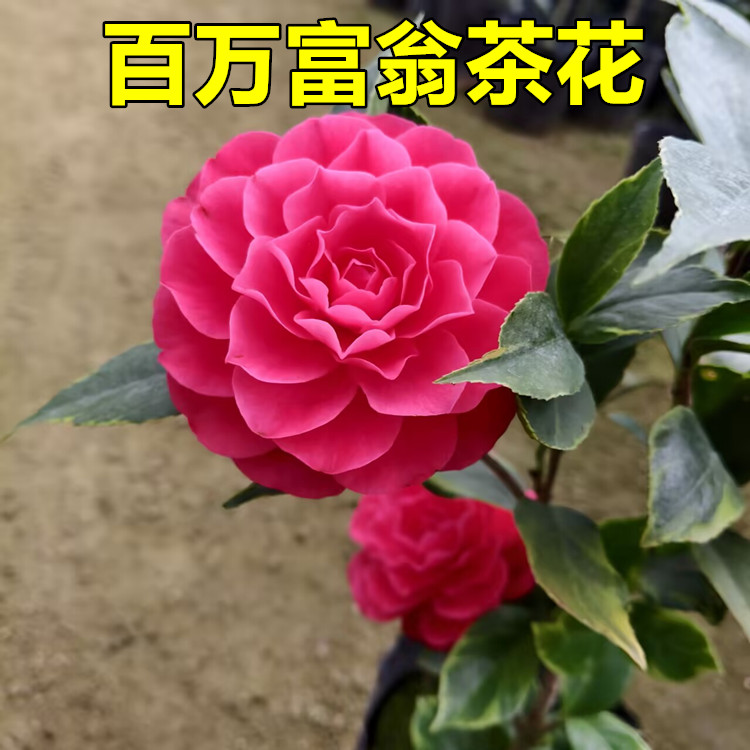 茶花盆栽阳台冬季开花图片