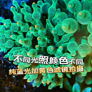 奶嘴海葵珊瑚软体共生小丑鱼紫海葵荧光绿奶嘴海葵奶嘴海缸生态
