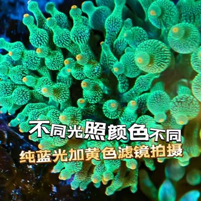 奶嘴海葵软体小丑鱼共生