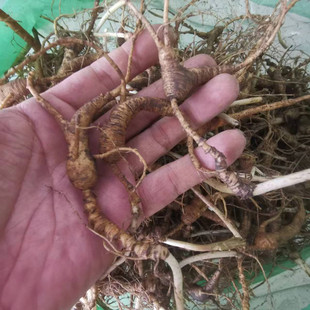 东北长白山人参籽参无绣林下参池底参老人参飞籽参放山货漏参