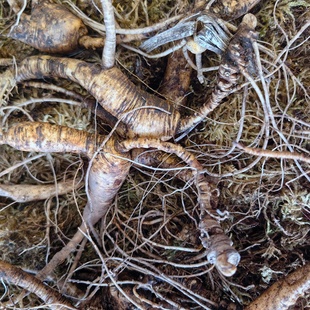 多款长白山人参池床趴参放山货飞籽参林下参老池底参新鲜绣残参