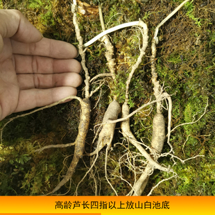 吉林长白山放山货林下参籽参放山飞籽参池底参老人参老籽参飞籽货